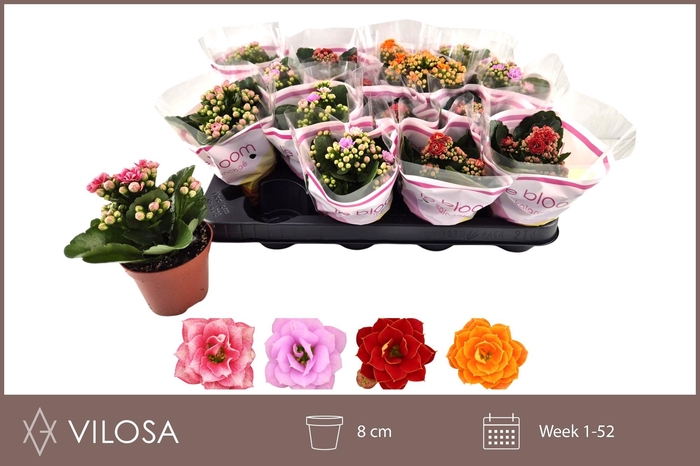 arr8 Kal Ge Gem 4 Kl