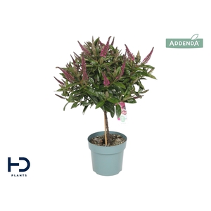 Hebe Addenda Nikka p17 bol op stam (ø ca. 35 cm)