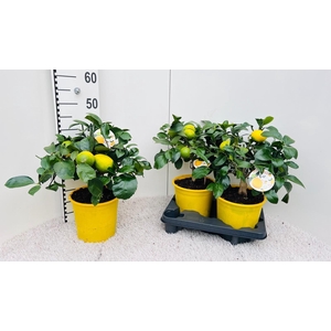Citrus meyeri Lemon bush/stem (s2)