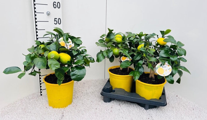 <h4>Citrus meyeri Lemon bush/stem (s2)</h4>