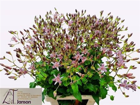 <h4>Tricyrtis</h4>