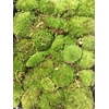 IJSLANDMOS (REINDEER) OUD GROEN