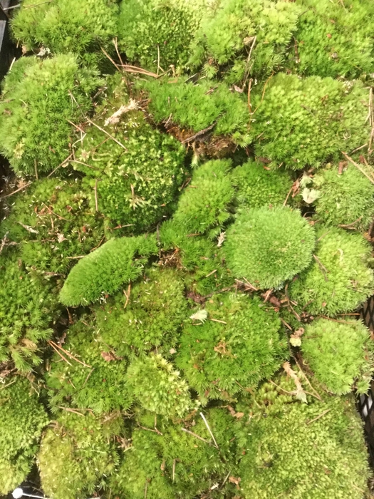 IJSLANDMOS (REINDEER) OUD GROEN