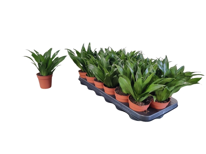 <h4>DRA COMP COMPACTA</h4>