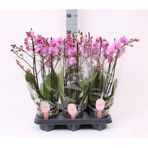 Phalaenopsis multi.   ...rose