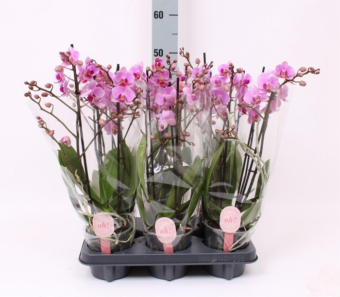 <h4>Phalaenopsis multi.   ...rose</h4>