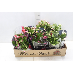 FLOR DE MAIO P11