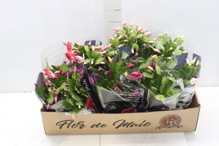 <h4>FLOR DE MAIO P11</h4>