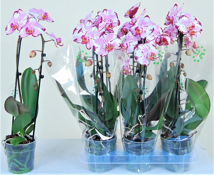 <h4>PHAL EL CASCADE</h4>