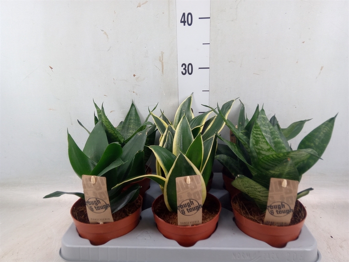 <h4>Sansevieria trifa. 'Hahnii'</h4>