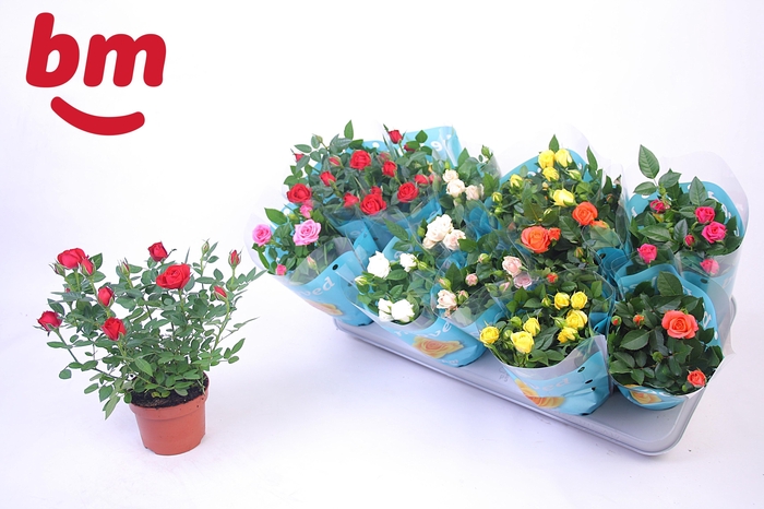 <h4>RO B MONDE GEM 7 SRT</h4>
