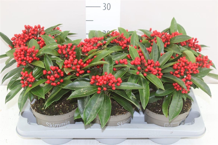 <h4>Skimmia Reevesiana 6+</h4>