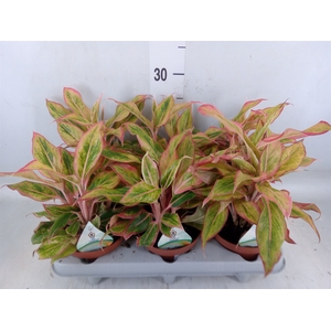 Aglaonema   ...