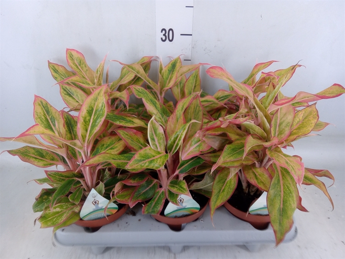 <h4>Aglaonema   ...</h4>