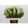 Protea White Rhino