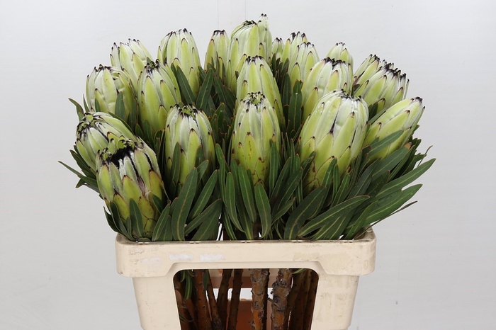 Protea White Rhino