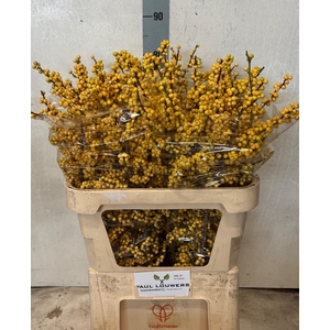 ILEX VE MAG CITRONEL