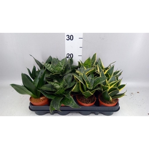 Sansevieria trifa. 'Hahnii'