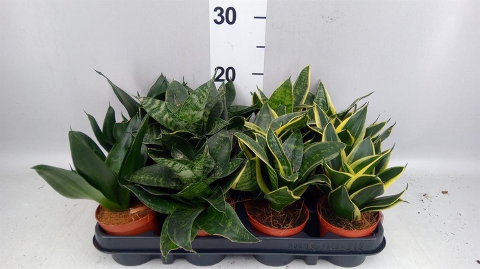 <h4>Sansevieria trifa. 'Hahnii'</h4>