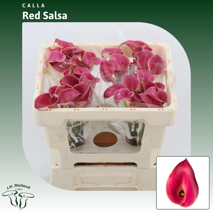 <h4>Calla Red Salsa</h4>