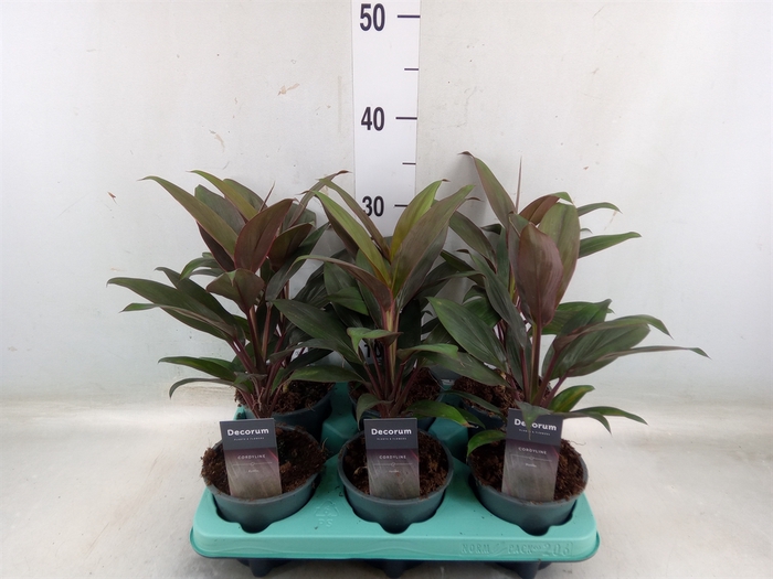 <h4>Cordyline fruti. 'Rumba'</h4>