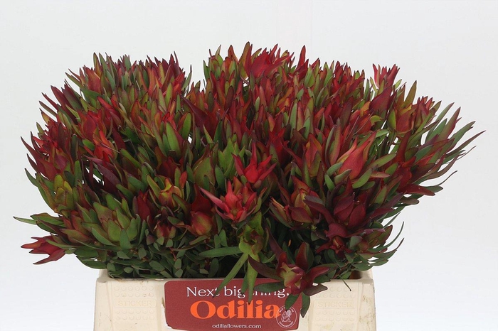 <h4>LEUCAD SAL BLUSH</h4>