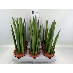 Sansevieria cyl.  ...