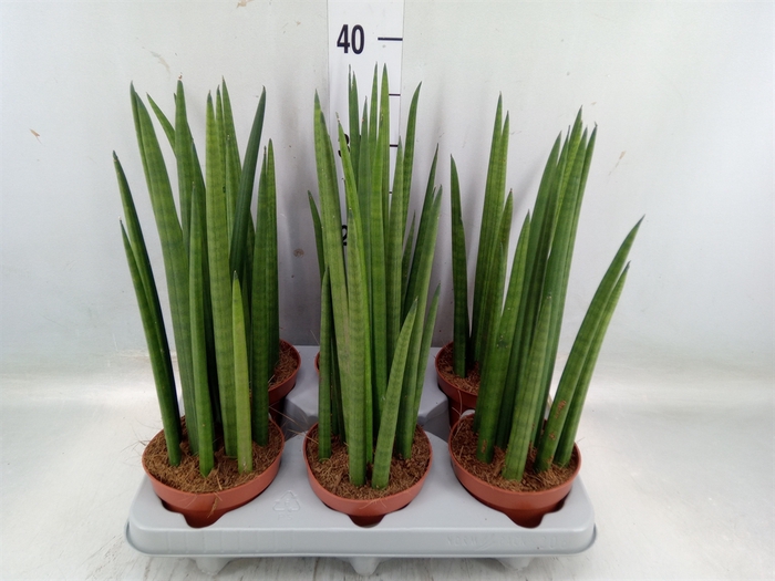 <h4>Sansevieria cyl.  ...</h4>