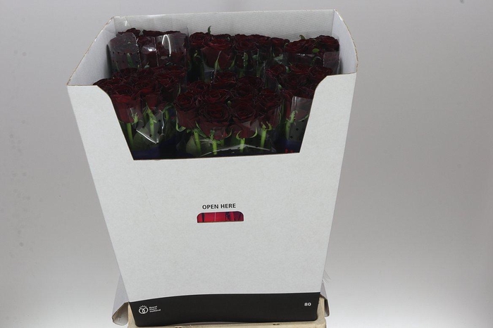 <h4>Rosa Gr Dark Knight</h4>