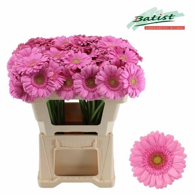 <h4>Ge Mi Kirstey</h4>