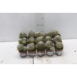 CACTUS MAMMILLARIA BOCASANA P06