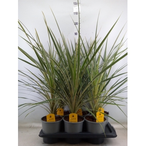 Cordyline austr. 'Variegata'
