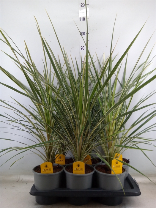 <h4>Cordyline austr. 'Variegata'</h4>
