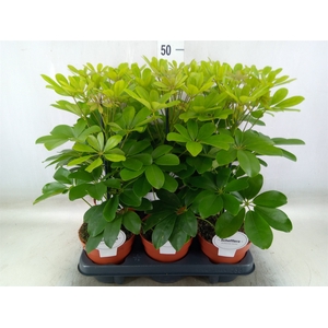 Schefflera arbor. 'Nora'