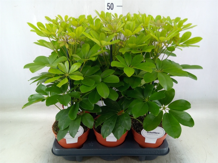 <h4>Schefflera arbor. 'Nora'</h4>