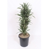 Dracaena Warneckei
