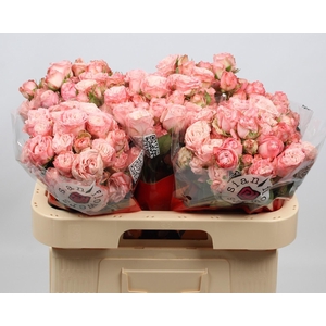 R TR MADAM BOMBASTIC