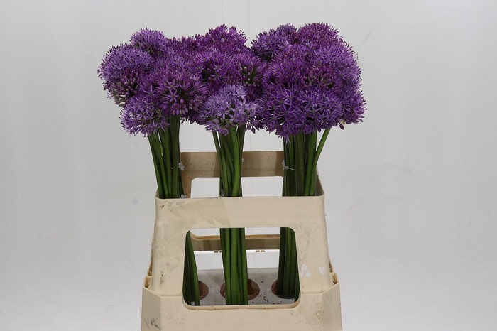 <h4>Allium Gladiator</h4>