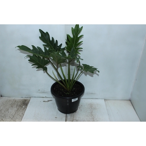 PHILODENDRON XANTAL P24