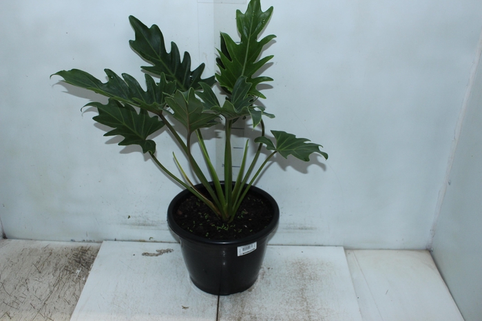 <h4>PHILODENDRON XANTAL P24</h4>