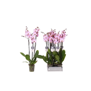 Phalaenopsis 'Spotted World'