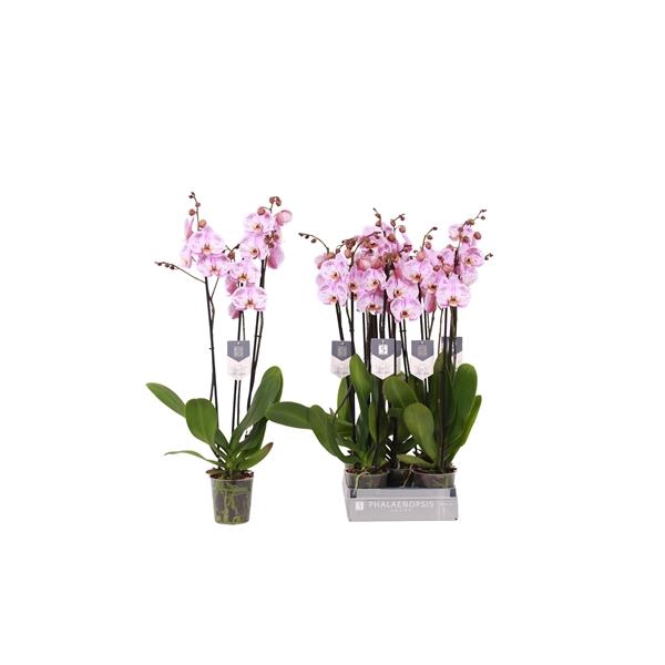 <h4>Phalaenopsis 'Spotted World'</h4>