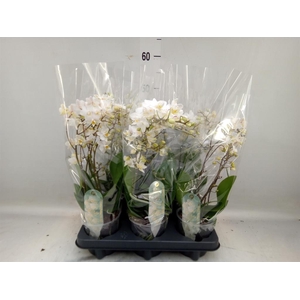 Phalaenopsis multi. 'FC Soft Cloud'