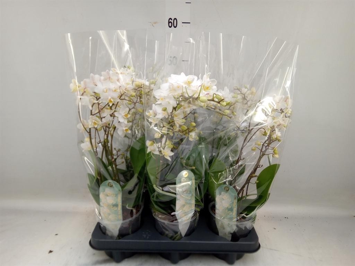 <h4>Phalaenopsis multi. 'FC Soft Cloud'</h4>