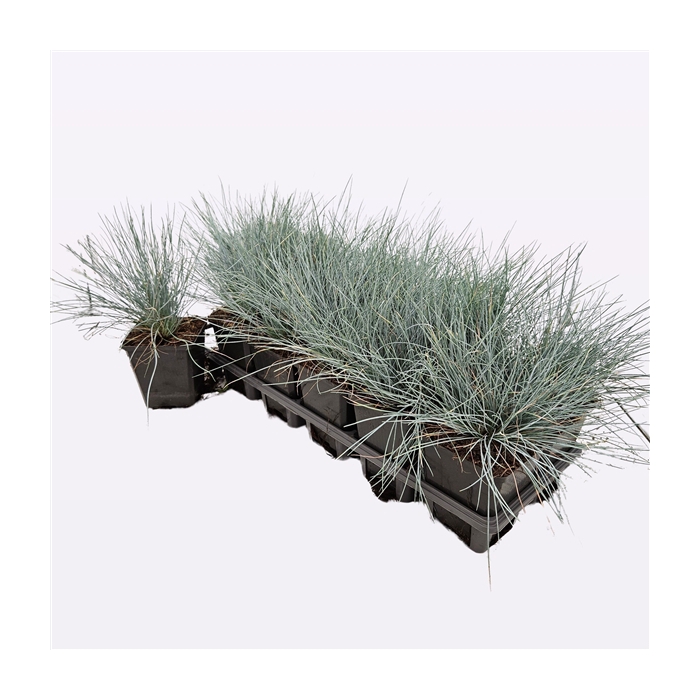 <h4>Festuca glauca 'Elija Bleu'</h4>