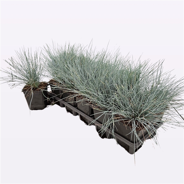 Festuca glauca 'Elija Bleu'