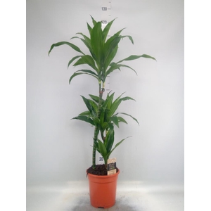 Dracaena frag. 'Janet Craig'