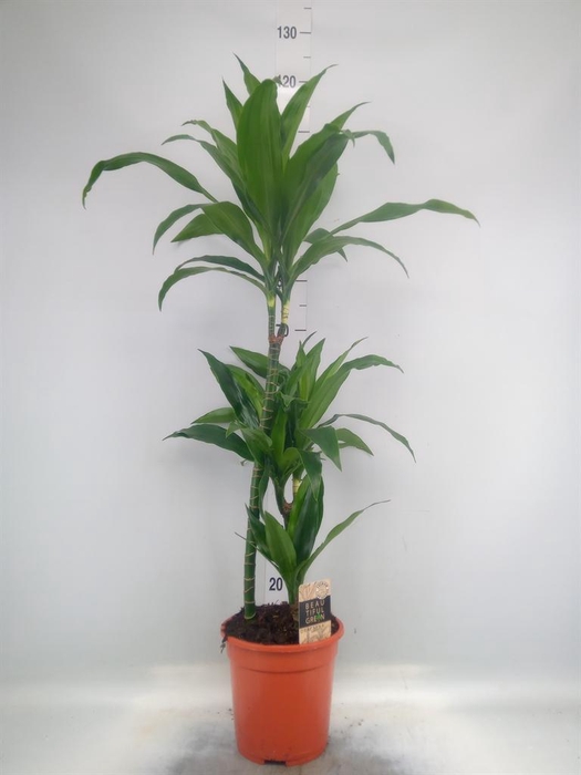 <h4>Dracaena frag. 'Janet Craig'</h4>