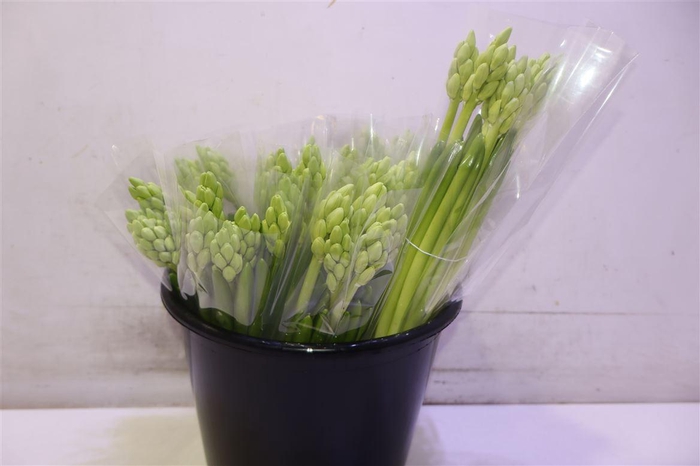 <h4>Hyac Top White</h4>