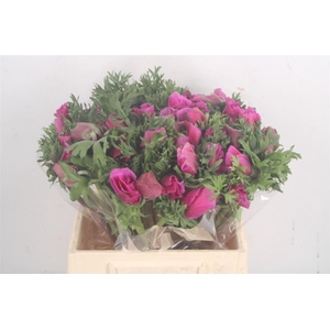 Anem Mistral Fuchsia X L X25